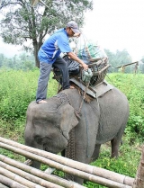 ช้างกับสัมภาระ