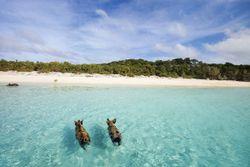 'Major Cay' เกาะกลางทะเลที่มีแต่หมู (บาฮามาส)