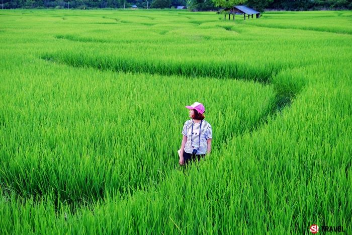 ทุ่งนาหน้าวัดทรายขาว เมืองปาย