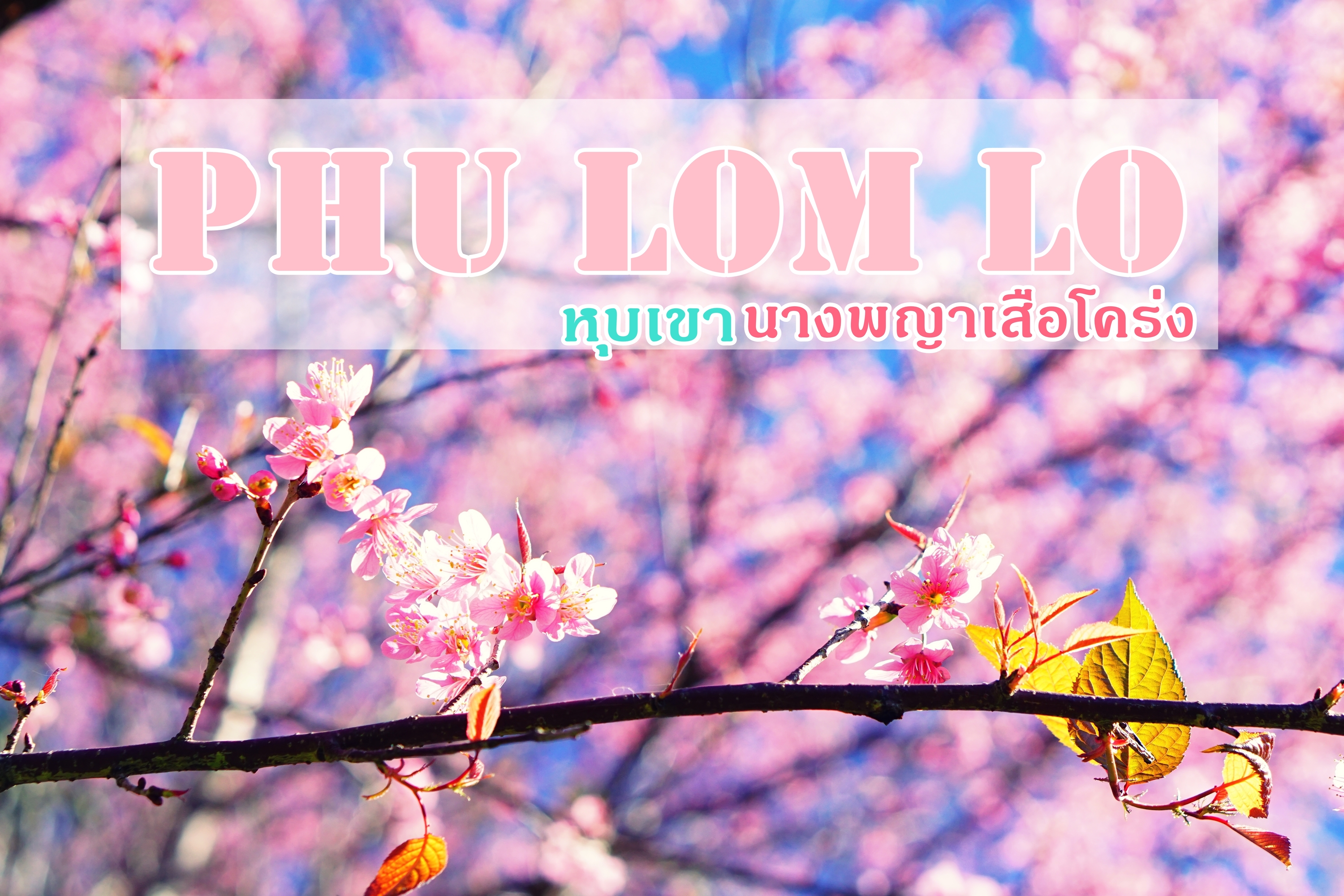 เที่ยว "ภูลมโล" ชมดอกนางพญาเสือโคร่ง (ซากุระเมืองไทย) ที่ใหญ่ที่สุด  ณ อุทยานแห่งชาติภูหินร่องกล้า