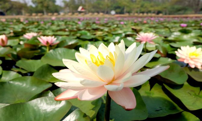 เมื่อดอกบัวบานที่ "อุทยานบัวเฉลิมพระเกียรติ" จ.สกลนคร