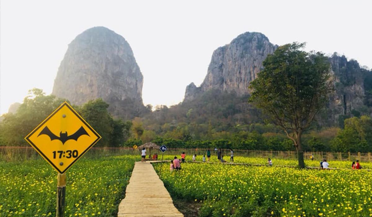 "Wood House @ เขาฉกรรจ์" ชมวิวสุดอลังการทุ่งดอกดาวกระจายและฉากหลังเป็นภูเขา