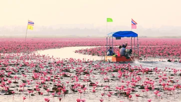 ทะเลบัวแดง อุดรธานี บานสะพรั่งเปลี่ยนบึงหนองหานให้กลายเป็นสีชมพู