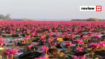 ทะเลบัวแดง มหัศจรรย์แห่งแดนอีสาน บานสะพรั่งรับลมหนาวในช่วงนี้