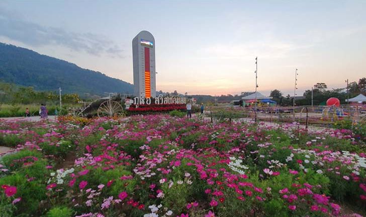 ชมงานดอกไม้ที่ภูเรือ เปิดให้เข้าชมแล้วต้อนรับเทศกาลคริสต์มาส