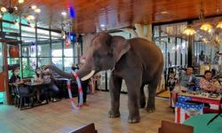 เจษฎาฟาร์ม ราชบุรี ไอเดียบรรเจิด จัดแสดงช้างแสนรู้ถึงโต๊ะอาหารที่เดียวในโลก
