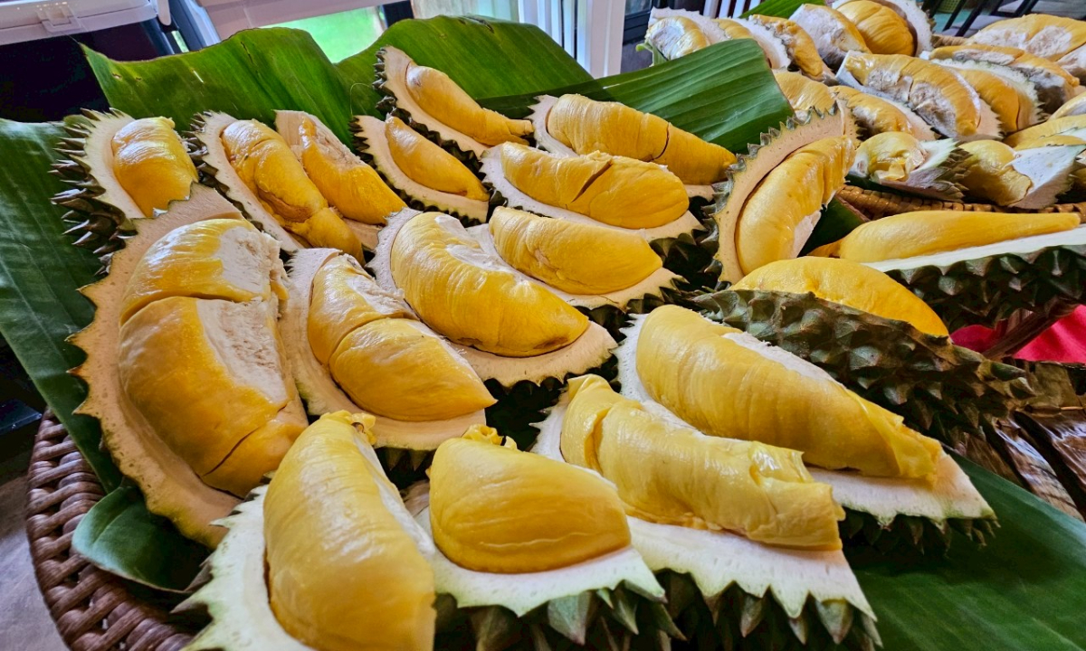 ชวนเที่ยว ช็อป 2 สวนผลไม้(อินทผาลัม และทุเรียน)ในจังหวัดลำปางกับกิจกรรม “2 สวน ชวนชิม @ลำปาง”