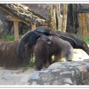 ตัวกินมดยักษ์ หรือ GIANT ANTEATER