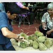 ทุเรียนพันธุ์หลงลับแล