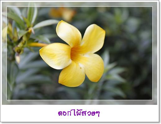 ทุ่งแสลงหลวง 