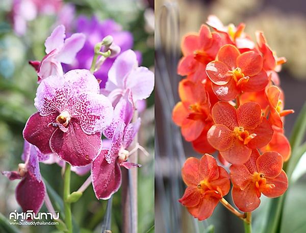 สวนผึ้งออร์คิด