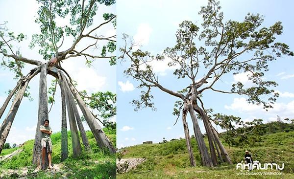 แก่งส้มแมว