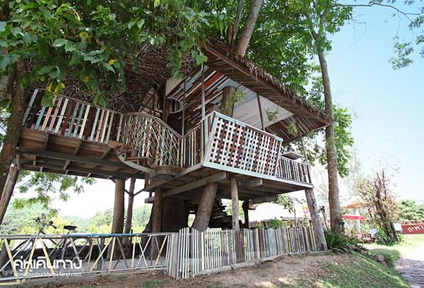 ต้นขนมหวานสะพานกาแฟ