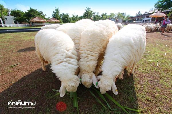 The Scenery Resort & Farm