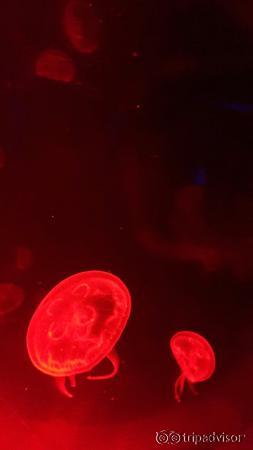 SEA LIFE Bangkok Ocean World