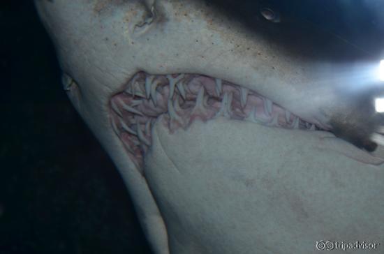 The Great White Shark revealing its teeths