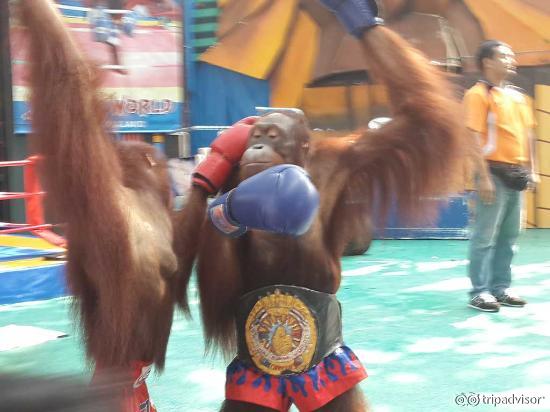 Orangutang show