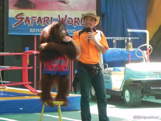 Orangutan Show
