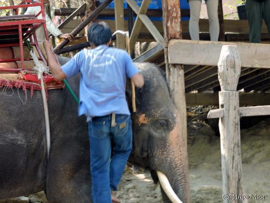 A picture that shows the sharp hook used to control the elephant