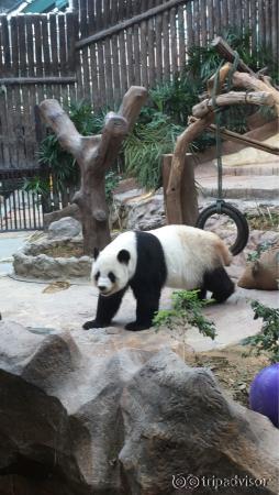 Active Lin Hui