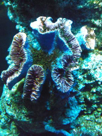 Aquarium