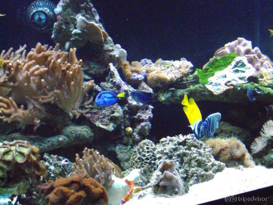 Aquarium