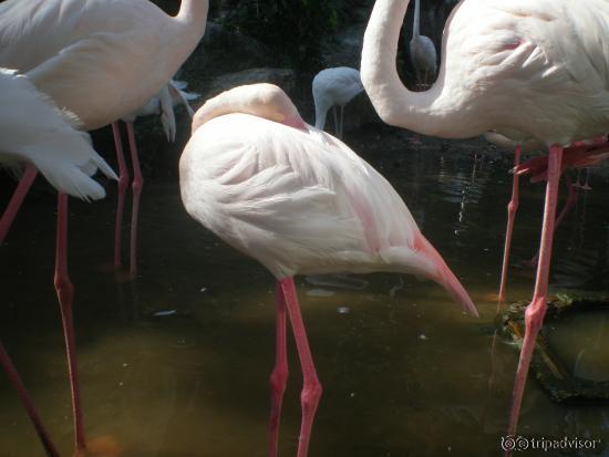 baby flamingo