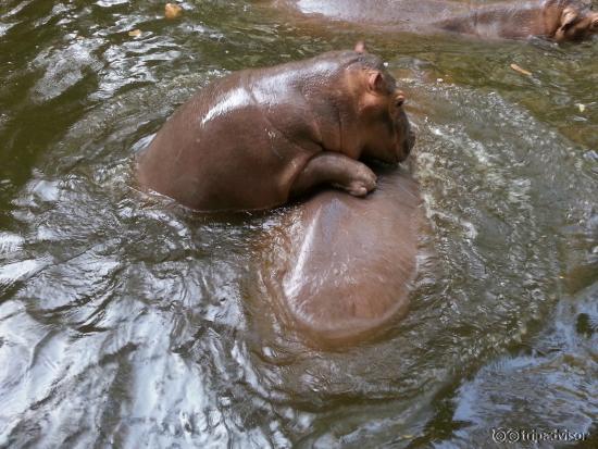 baby hippo was cute