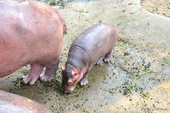 Baby Hippo