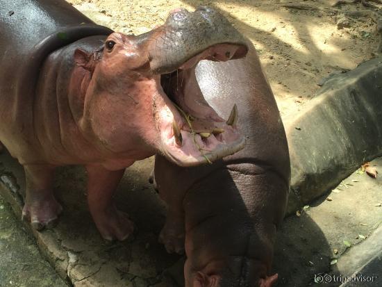 beaut of a Hippo
