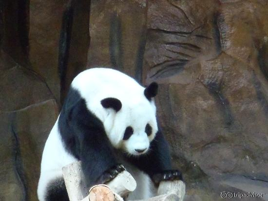 パンダ