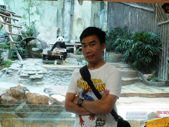 เห็นหมีป่าว