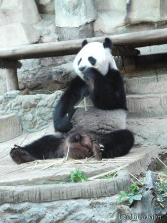 パンダ
