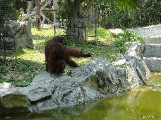 オランウータン