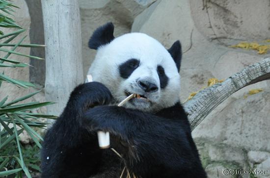 panda