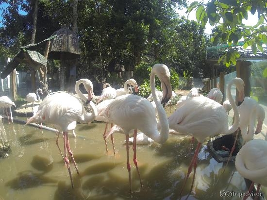 flamingo