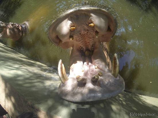 hippos mouth