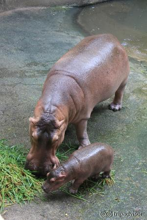 Baby hippo