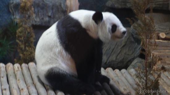 Star of the show Panda Mother