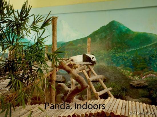 Inside Panda House, Chaing Mai Zoo