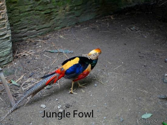 Jungle fowl in walk through enclosure