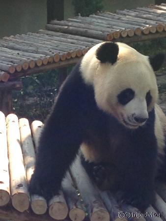 The Panda