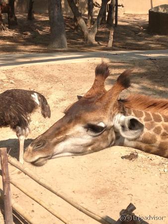 Feeding the giraffe