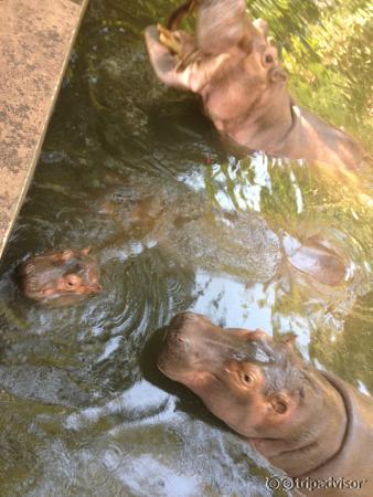 Baby Hippo