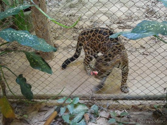 Hungry jaguar