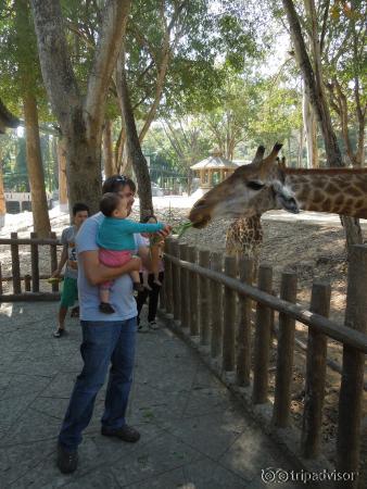 Giraffe feeding time