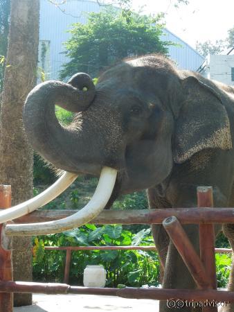 Handsome elephant