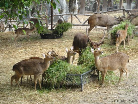 Feeding the deer herd