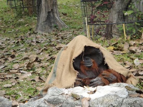 Gorilla trying to keep warm:-)