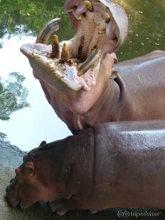 Zoo Chiang Rai